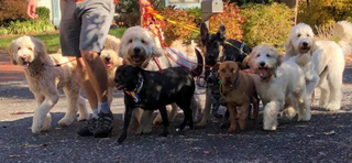 Illustration for article titled The way to introduce your dog to undergo training in Dog Running in